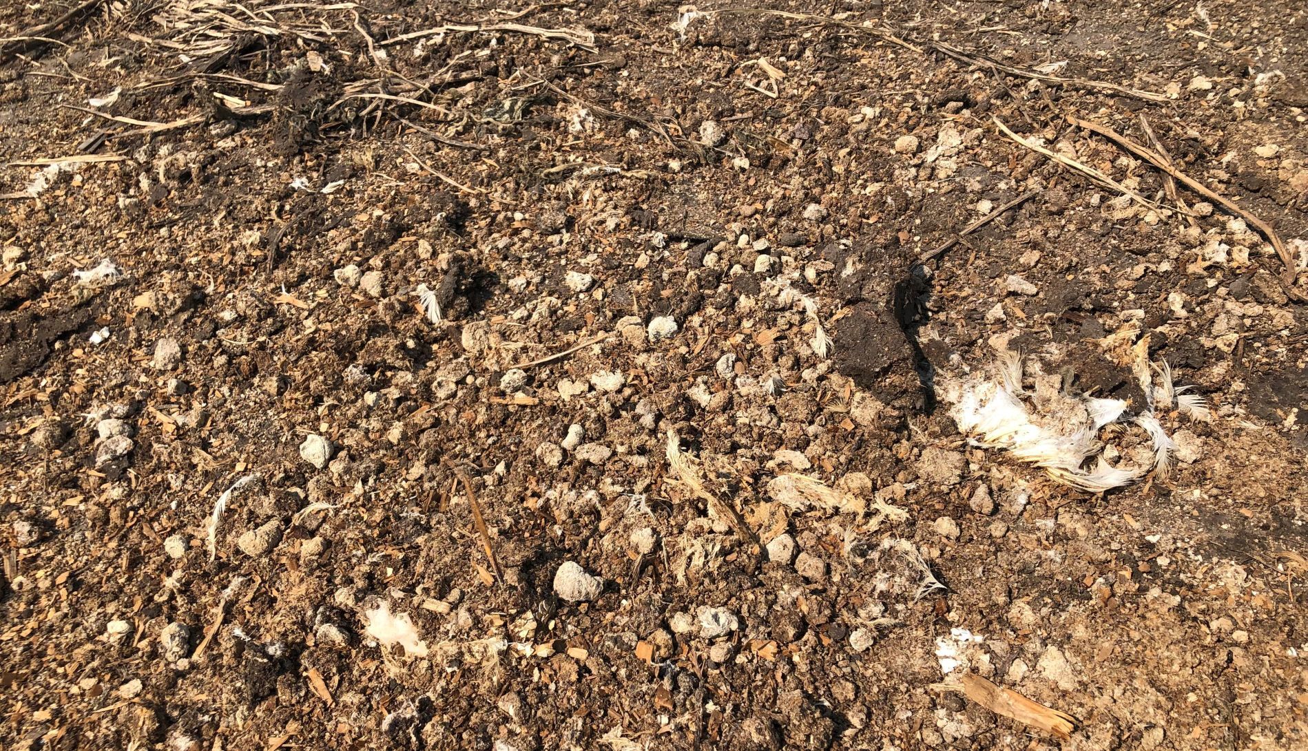Feathers near pile
